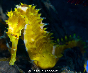 Yellow Seahorse by Joshua Tappert 